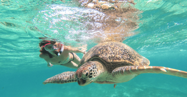 From Riviera Maya: Tulum, Cenote, & Akumal Turtle Swim Trip - Changes to Itineraries