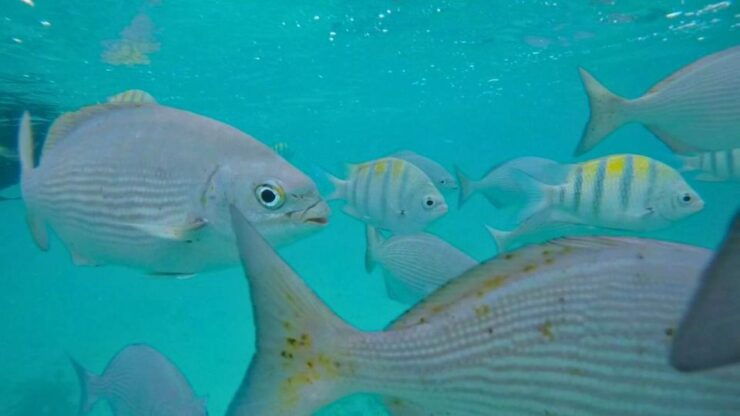 From Riviera: Tulum, Cenote and Turtle Swim Tour at Akumal - Tour Overview