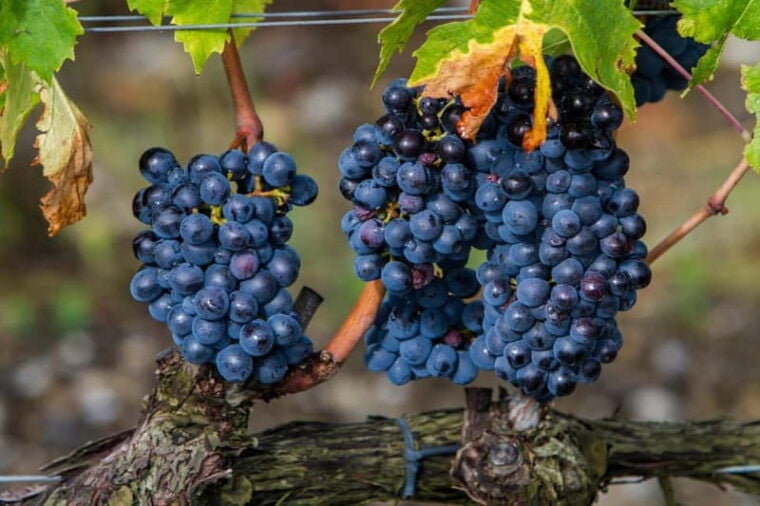From Roma: Montepulciano and Montalcino, on the Wine Routes - Practical Details That Matter