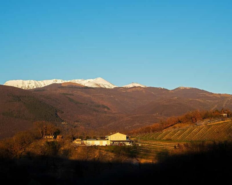 From Rome: Cantina Le Macchie Winery Tour and Tasting - Good To Know
