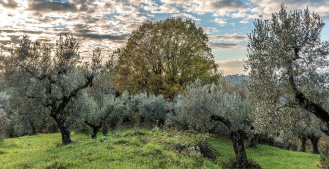 From Rome: EVOO Tasting Experience, PVT Convent Tour - Olive Oil Tasting Process