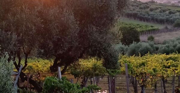 From Rome: Frascati Wine and Olive Oil Tour With 2 Meals - Frequently Asked Questions