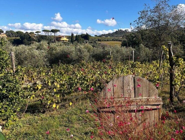 From Rome: Frascati Wine Tour & Farmhouse Lunch (Half-Day) - Exploring the City of Frascati