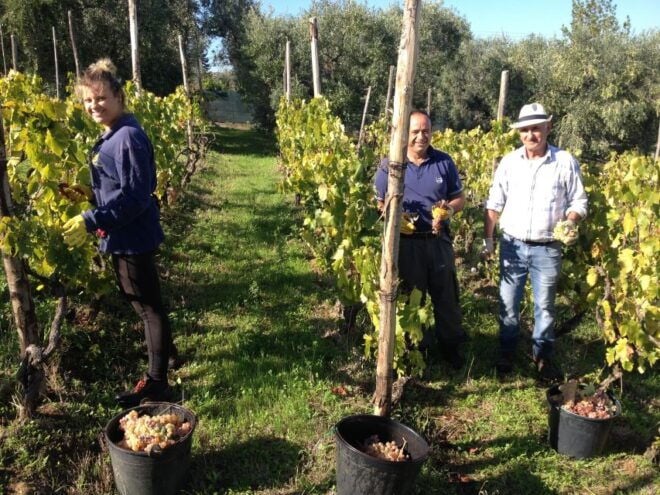 From Rome: Frascati Wine Tour & Farmhouse Lunch (Half-Day) - Wine Tasting and Snack in Frascati Town