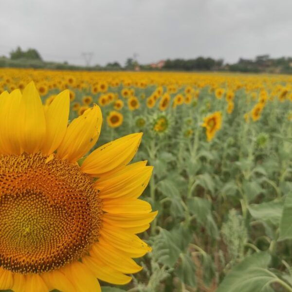 From Rome: Private Day-Tour of Tuscany - Frequently Asked Questions