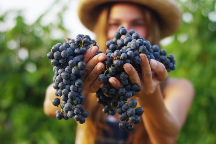 From Rome: Private Frascati Tour With Lunch & Wine Tasting - Good To Know