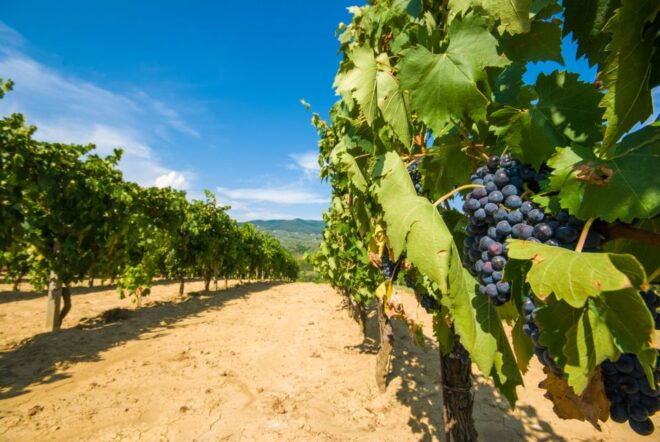 From Rome: Private Tuscany Day Trip - Important Information