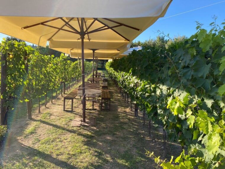 From Rome: Siena and S. Gimignano, Wine Tasting Tour - The Winery Experience