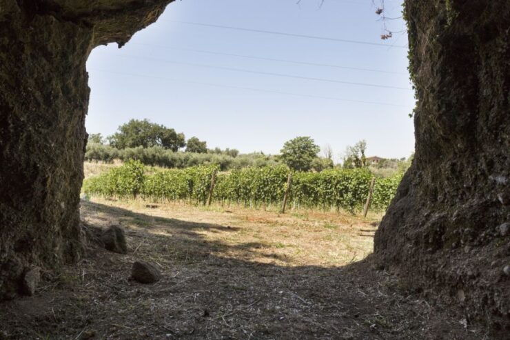 From Rome: Tasting Tour in Cellar Immersed Between Vineyards - Booking Details