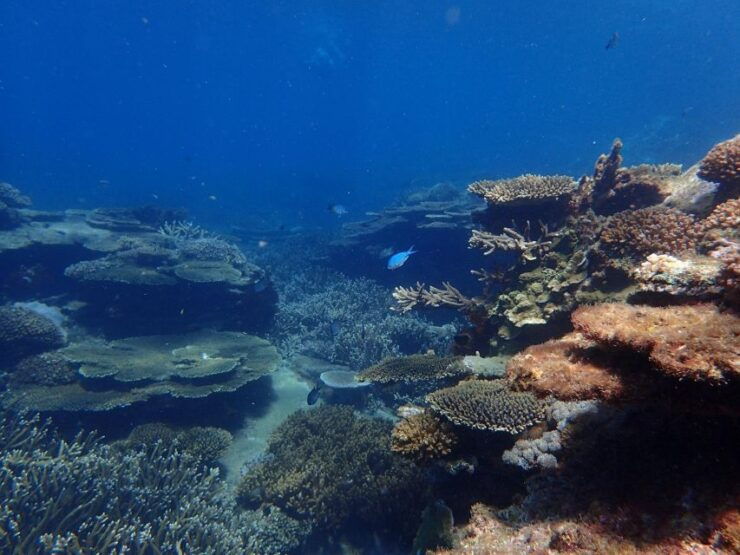 From Rosslyn: Great Keppel Island Adventure Tour With Lunch - Booking Details