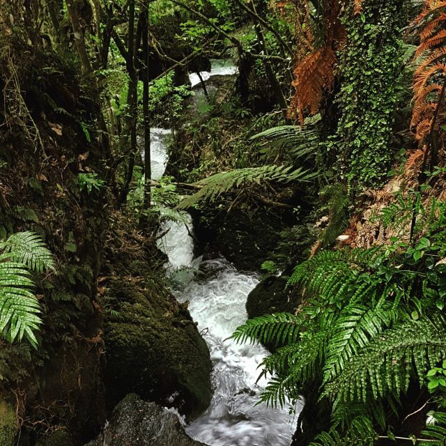 From Rotorua: Wai-O-Tapu, Waimangu and Te Puia Full-Day Tour - Related Tours and Experiences
