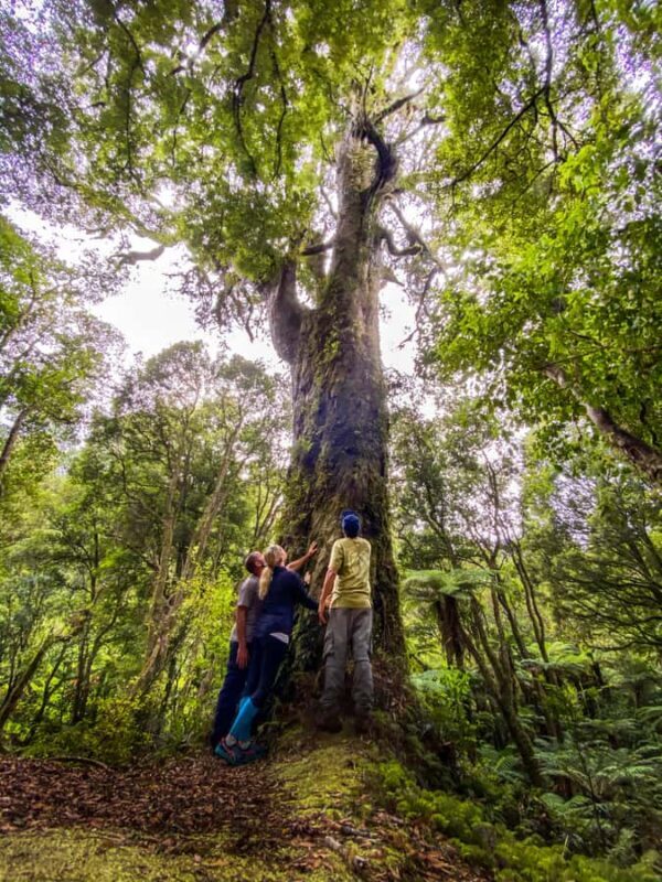From Rotorua: Whirinaki Rainforest Guided Cultural Tour - Why Choose This Tour?