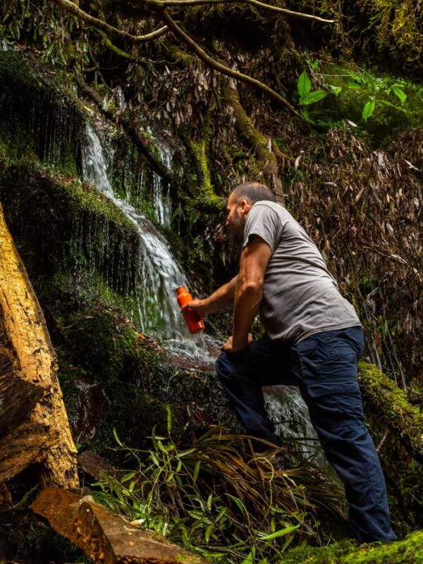 From Rotorua: Whirinaki Rainforest Guided Cultural Tour - The Sum Up
