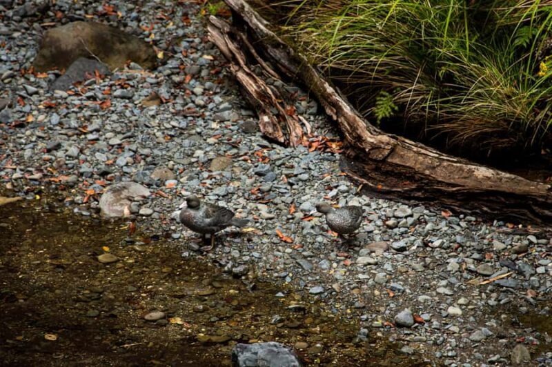 From Rotorua: Whirinaki Rainforest Guided Cultural Tour - FAQs