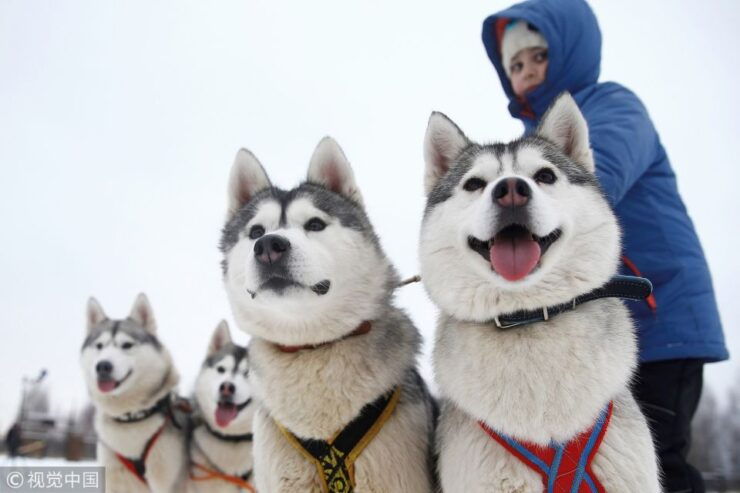 From Rovaniemi: 5km Husky Sleigh Ride - Experience