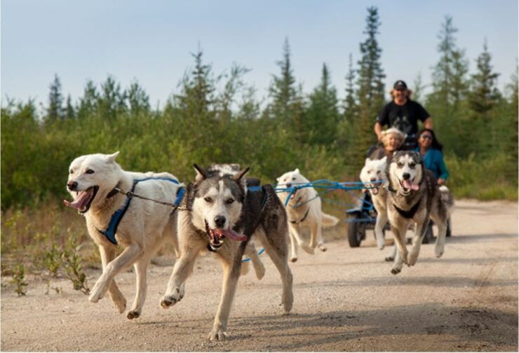 From Rovaniemi: Autumn Husky Safari Adventure - Activity Details