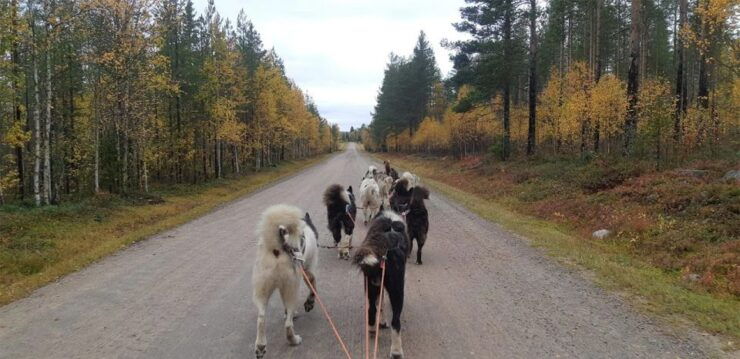 From Rovaniemi: Autumn Husky Safari Adventure - Experience Highlights
