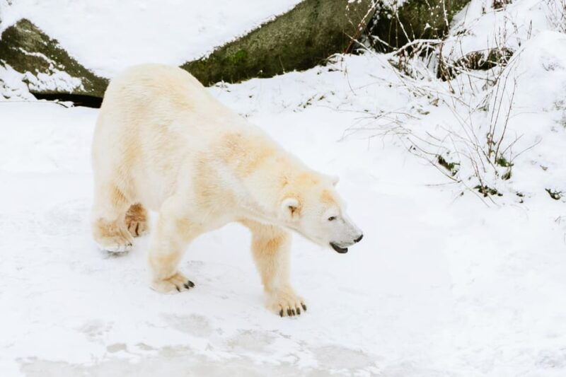 From Rovaniemi: Family Friendly Visit to Ranua Wildlife Park - A Deep Dive into the Arctic Wildlife Adventure