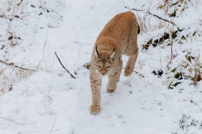 From Rovaniemi: Family Friendly Visit to Ranua Wildlife Park - FAQs about the Rovaniemi to Ranua Wildlife Park Tour  
