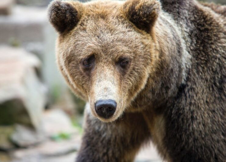 From Rovaniemi: Ranua Arctic Zoo With Entry Ticket - Transportation Details