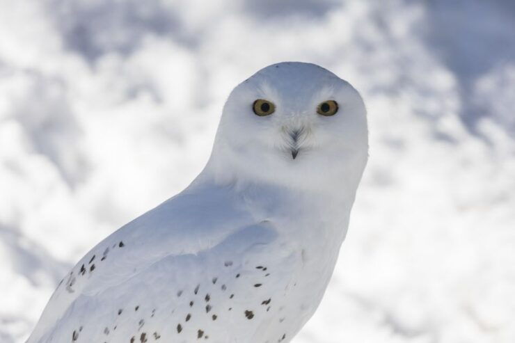 From Rovaniemi: Ranua Wildlife Park Experience - Travel Information