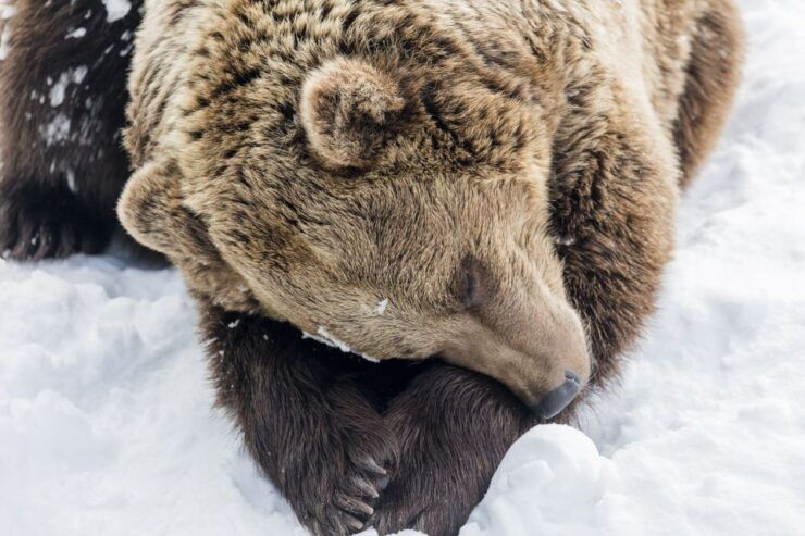 From Rovaniemi: Ranua Wildlife Park Experience - Pickup and Drop-off Details