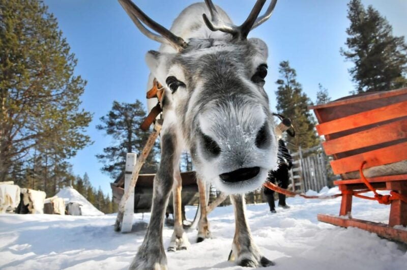 From Rovaniemi: Reindeer Farm Visit with Sleigh Ride - Good To Know