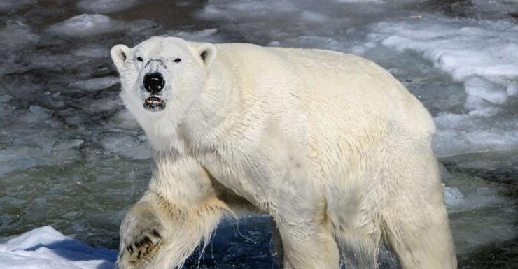 From Rovaniemi: Return Transfer to Ranua Zoo by Private Van - Booking Information