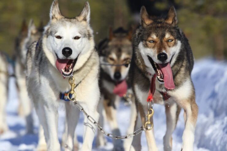 From Rovaniemi: Self-Driven 10km Husky Sled Ride - Activity Details
