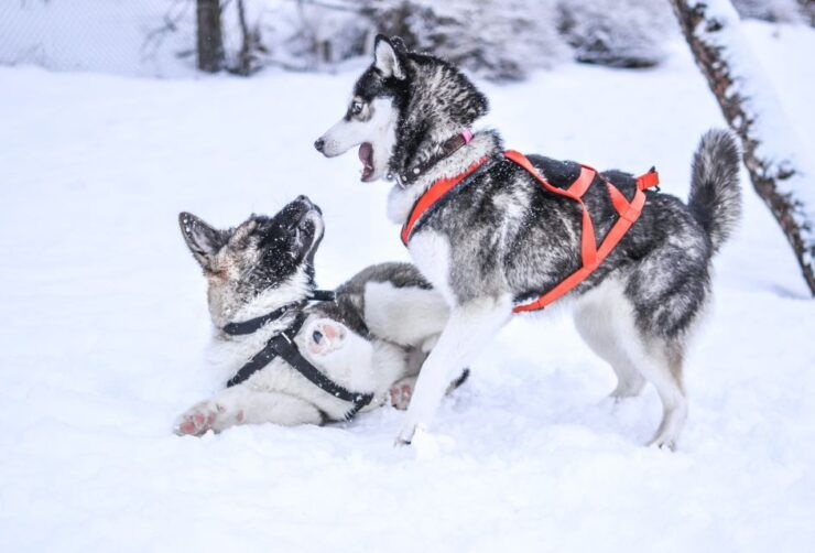 From Rovaniemi: Self-Driven 10km Husky Sled Ride - Location Information