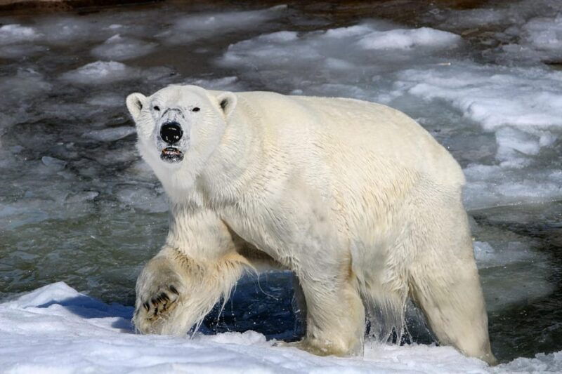 From Rovaniemi: Tour to Ranua Wildlife Park - Good To Know