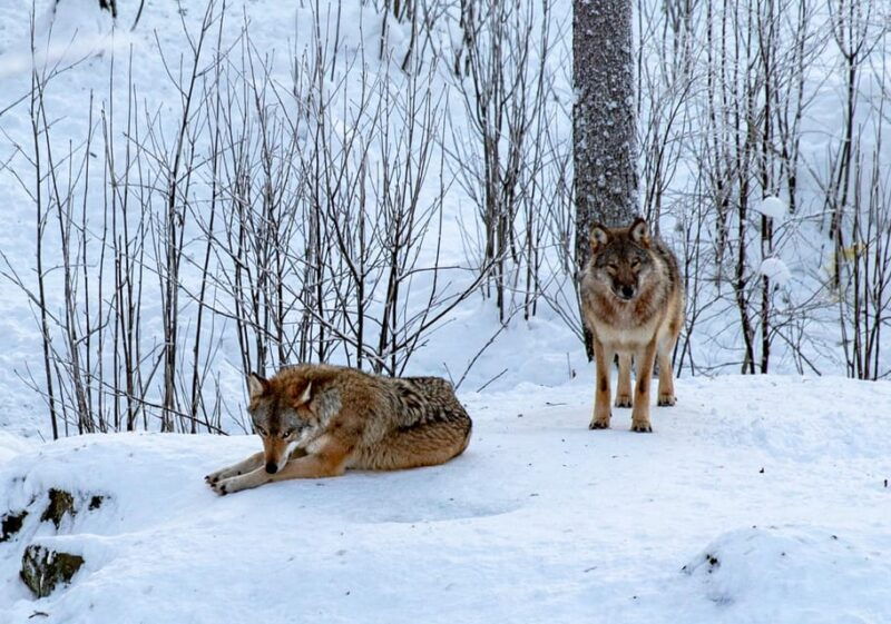 From Rovaniemi: Tour to Ranua Wildlife Park - Final Thoughts: Is It Worth It?