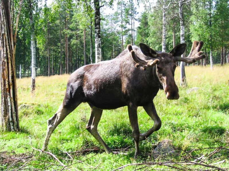From Rovaniemi: Visit Wildlife Park in Ranua - The Value of the Experience
