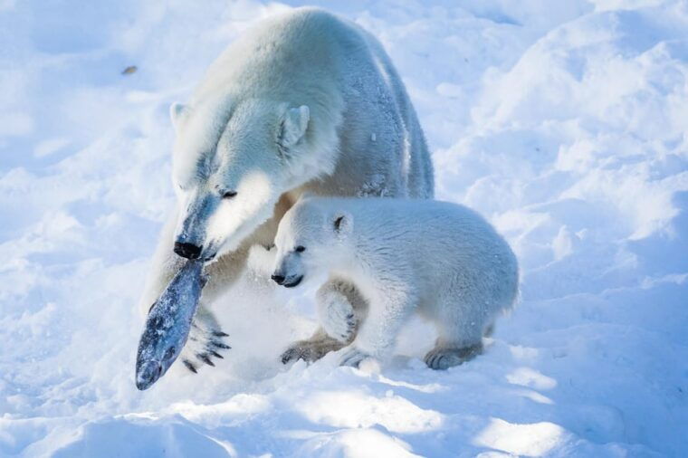From Rovaniemi: Visit Wildlife Park in Ranua - The Wildlife Park Experience
