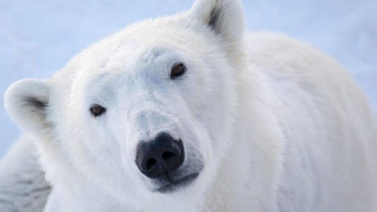From Rovaniemi: Visit Wildlife Park in Ranua - Encountering Arctic Animals