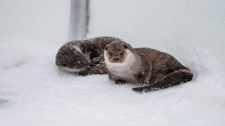 From Rovaniemi: Visit Wildlife Park in Ranua - Meal and Shopping Options