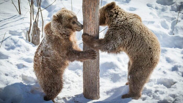 From Rovaniemi: Visit Wildlife Park in Ranua - Authenticity, Guides, and Value