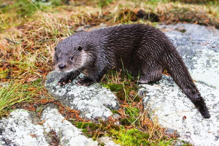 From Rovaniemi: Visit Wildlife Park in Ranua - Practical Details and Tips