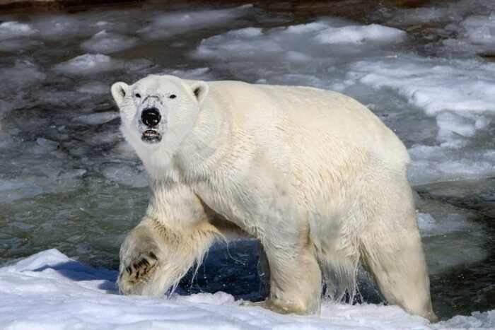 From Rovaniemi: Visit Wildlife Park in Ranua - Real Insights from Other Travelers