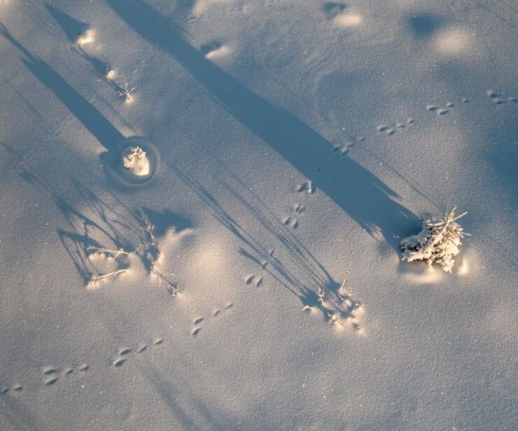 From Rovaniemi: Winter Wonderland Hike With a Hot Drink - Activity Details