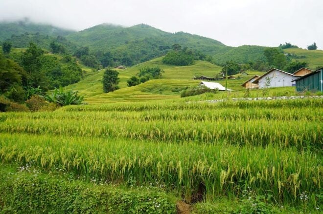 From Sa Pa: Half Day Muong Hoa Valley Trek and Ethnic Tribes - Cultural Insights