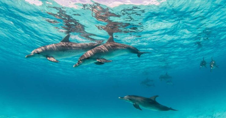From Safaga: Dolphin Watching Cruise With Lunch and Drinks - Booking Details