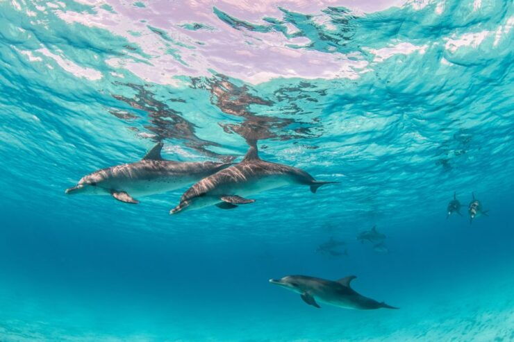 From Safaga: Dolphin Watching Cruise With Lunch and Drinks - Experience Highlights