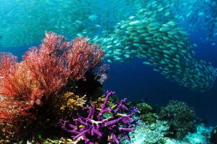 From Safaga: Sindbad Submarine Tour With Round Transfers - Booking Details