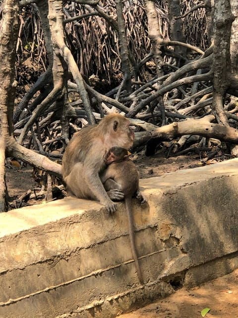 From Saigon: Can Gio Forest and Monkey Island Full-Day Trip - Transportation Details