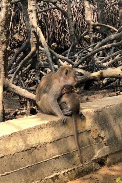From Saigon: Can Gio Forest and Monkey Island Full-Day Trip - Frequently Asked Questions