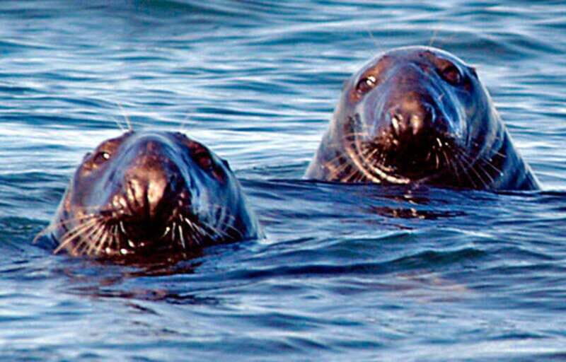 From Saint John: Saint Andrews Whale Watching Tour - Good To Know