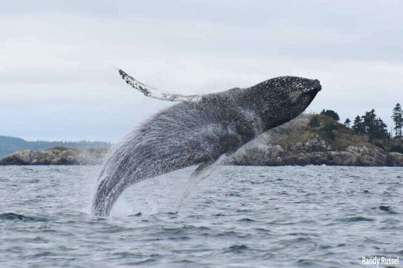 From Saint John: Saint Andrews Whale Watching Tour - An In-Depth Look at the Saint Andrews Whale Watching Tour