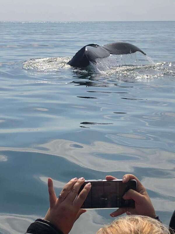 From Saint John: Saint Andrews Whale Watching Tour - Final Thoughts on Value and Experience