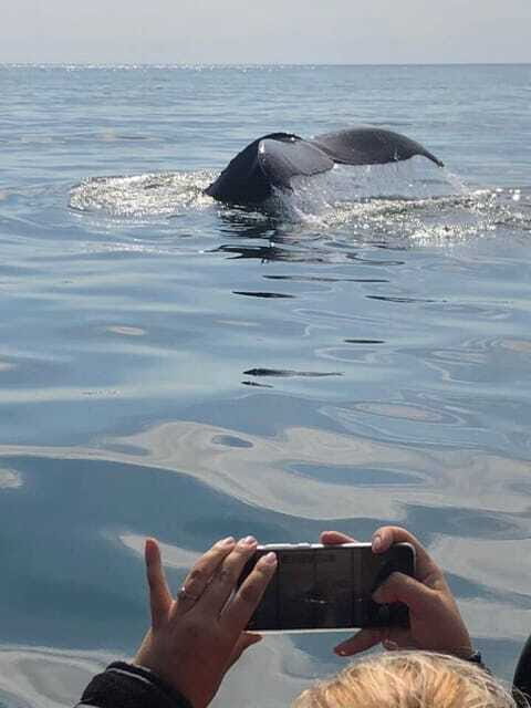 From Saint John: Saint Andrews Whale Watching Tour - FAQ